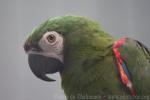 Chestnut-fronted macaw *