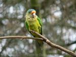 Orange-fronted parakeet *