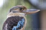 Blue-winged kookaburra *