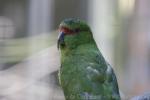 Slender-billed parakeet *