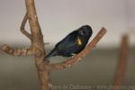 Golden-sided euphonia *