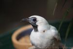 Bare-throated bellbird *
