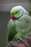 Rose-ringed parakeet *