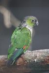 Black-capped parakeet *