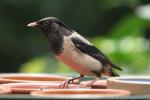 Rosy starling *