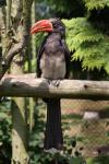 Crowned hornbill *