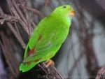 Vernal hanging-parrot
