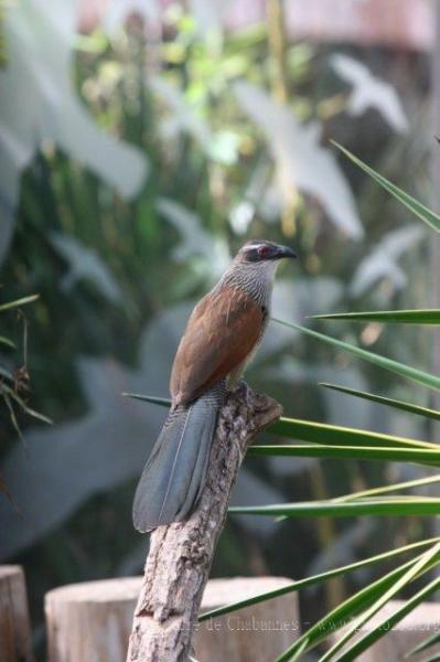 White-browed coucal