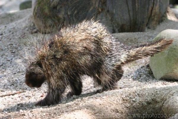 North American porcupine *