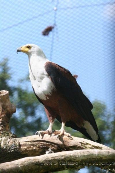 African fish-eagle