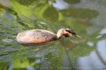 Great crested grebe *
