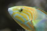 Yellow-brown wrasse *