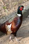 Turkestan ring-necked pheasant