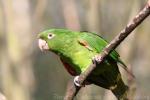 White-eyed parakeet *