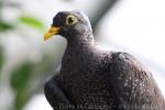 African olive-pigeon *