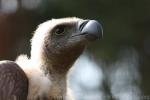 African white-backed vulture *