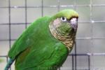 Maroon-bellied parakeet *