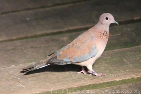 Laughing dove *