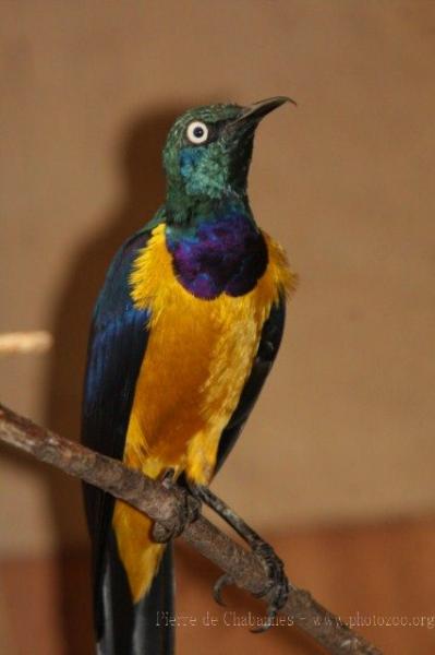 Golden-breasted starling