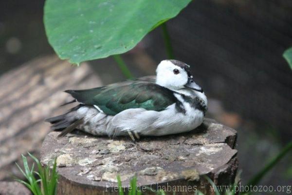 Cotton pygmy-goose
