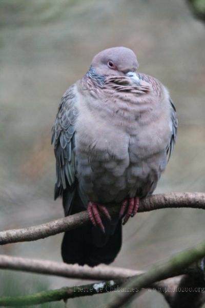 Picazuro pigeon