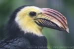 Sulawesi tarictic hornbill