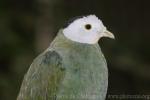 Black-naped fruit-dove