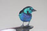 Opal-rumped tanager *