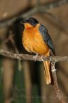Snowy-crowned robin-chat