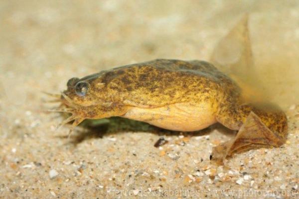 Lake Oku clawed frog