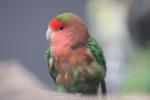 Rosy-faced lovebird *
