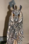 Northern long-eared owl *