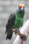 Red-fronted parrot *