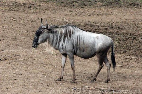Eastern white-bearded wildebeest