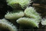 Giant green anemone