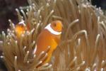 Thielle's anemonefish