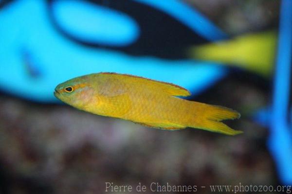 Yellow devilfish