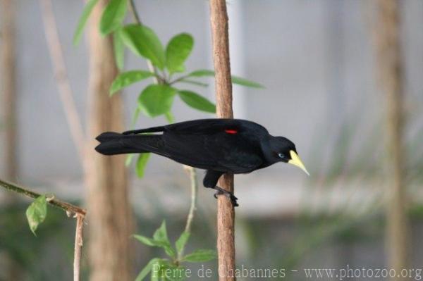 Small-billed cacique