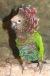 Hawk-headed parrot