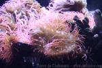 Bulb tentacle sea anemone
