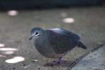 Purplish-backed quail-dove