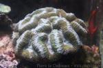 Radial brain coral