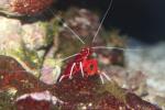 Scarlet cleaner shrimp