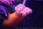 Giant plumose anemone