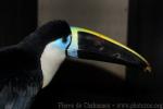 Yellow-ridged toucan