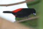 Scarlet-rumped tanager