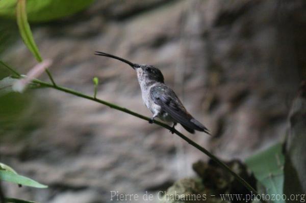 Oasis hummingbird