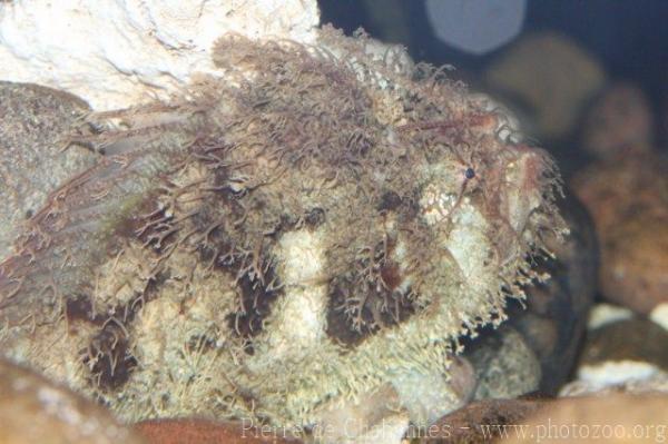 Tasselled anglerfish