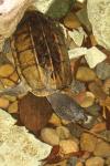 Narrow-bridged musk turtle