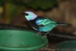 Masked tanager